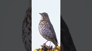 Download lagu Suara Burung Song Thrush yang Indah @bdwildbird mp3 Download lagu Suara Burung Song Thrush yang Indah @bdwildbird mp3