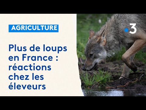 Le nombre estimé de loups en France revu à la hausse : rencontre avec un éleveur