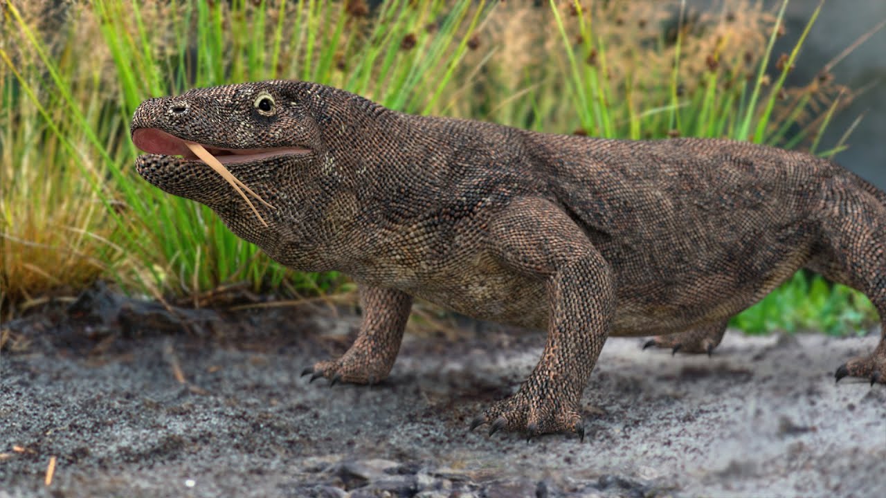 Komodo Dragon Animated with CAT Motion 3D Model