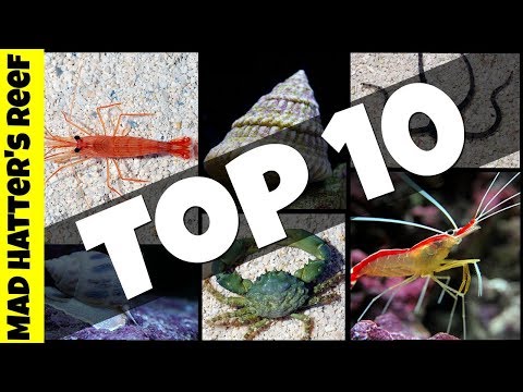 Top 10 Clean Up Crew for Your Reef Tank