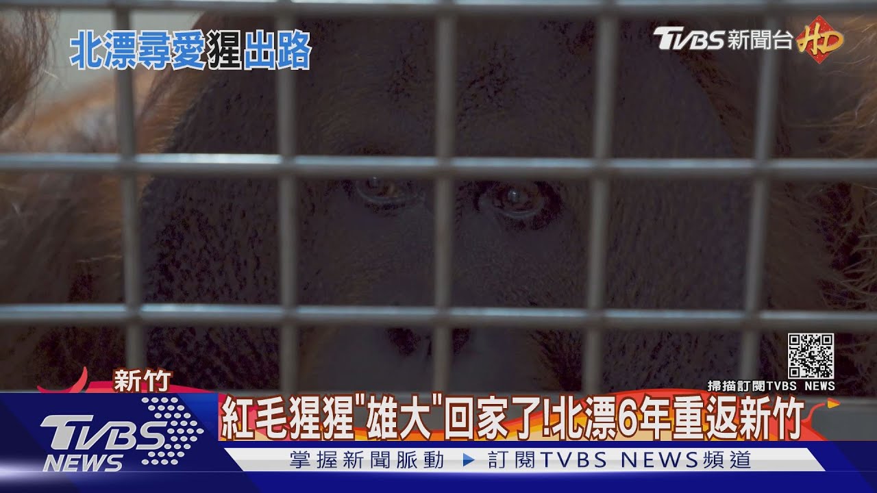 紅毛猩猩「雄大」回家了 北漂6年重返新竹
