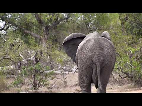 Djuma: Elephant - 08:42 - 11/22/18
