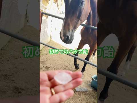 馬はハッカ飴が好きって本当？ #初めてのハッカ飴 #さっちゃん #食レポ #horse