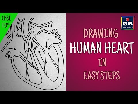 Easy way to draw human #heart :Life processes | NCERT class 10 | biology | science| CBSE syllabus