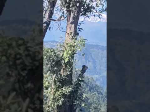 #didihat pithoragad #nature #hindisong #himalaya#