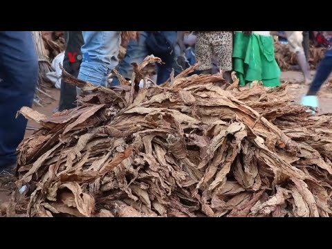VOA - KURANGI PRODUKSI TEMBAKAU, PETANI MALAWI BERALIH KE TANAMAN LAIN