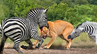 When Prey Fight Back! Zebra Goes Crazy Kicks To Lion's Head To Death, It's Horrible!