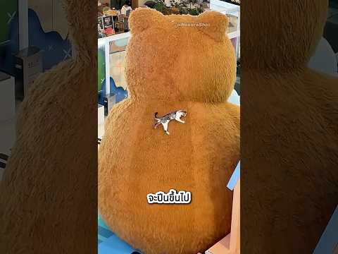 แมวตัวนี้ขอไปอยู่ที่สงบ ❤️🥰