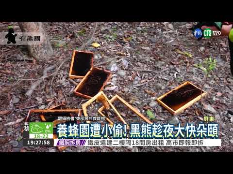 蜂箱被破壞! 凶手是貪吃黑熊