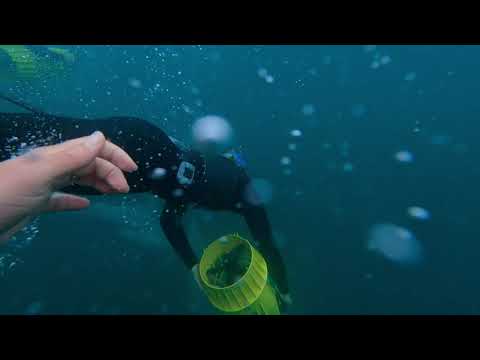 Swimming with WILD DOLPHINS 😍 (best experience ever!) 2021