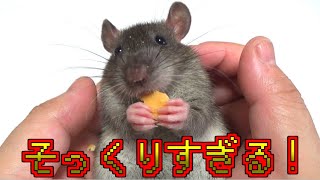 アグちゃんの息子がそっくりすぎる！名前決まりました～(ゆっくり実況音声あり)