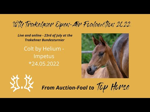 11 - Fester - Colt by Helium - Impetus *11.05.2022