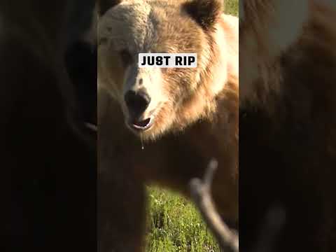 Close Encounter: The Intense Reality of an Archery Grizzly Hunt Gone Wrong