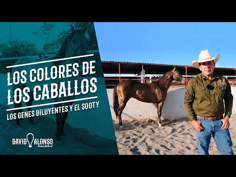 , title : 'Los colores de los caballos - los genes diluyentes y el sooty (tizne)'