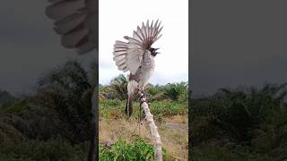 Download lagu pikat kutilang gacor #burungkutilangpikat #pikatburungkutilang mp3