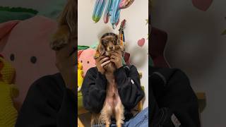 犬が「ハッピーチルドレン」踊ってみた🐶 #shorts