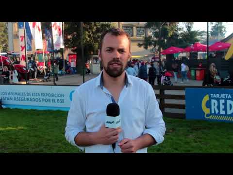 Expo Prado 2017  Gran Campeon Shorthorn