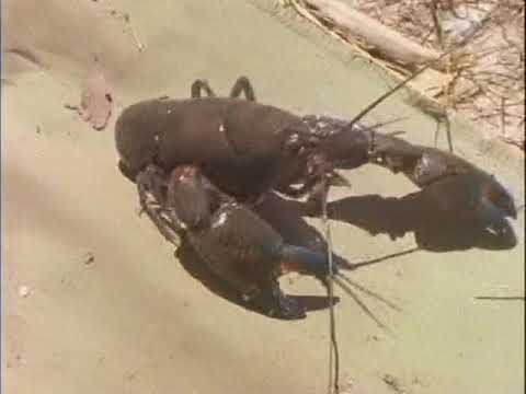 Malcolm Douglas - Australia - The Macquarie Marshes (1987)