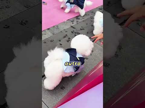 Perdi minha cachorrinha na creche de pet?! Onde está a Bonnie? 🤦‍♀️🐾
