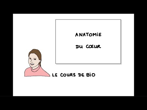 Anatomy of the heart