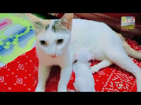 New Born Cat 🐈 ❤️ In The House #cat #catlover #catvideos #cats
