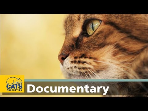 How cats smell: The world according to cats, episode four