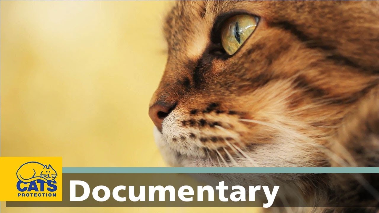 猫の嗅覚のしくみを解説するCats Protection公式動画