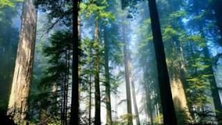 The Orchids - Don't Make Me Mad