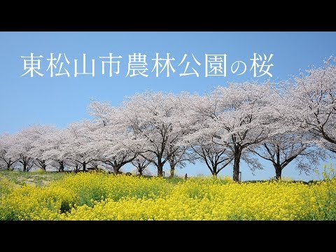 東松山市農林公園の桜