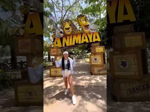 A tiger escapes from the zoo 😱