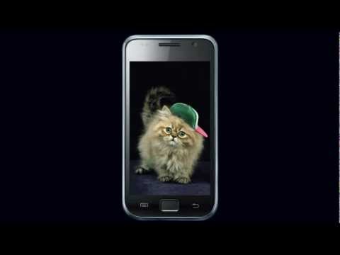 Ginger Cat Cute Wallpaper Video