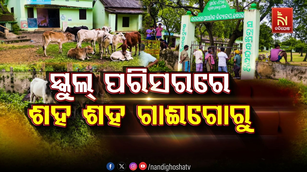 🔴Live | ସ୍କୁଲ୍ ପରିସରରେ ଶହ ଶହ ଗାଈଗୋରୁ