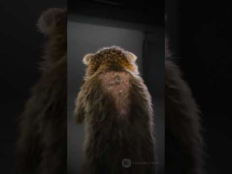 Rocket Raccoon | Framestore Test Footage