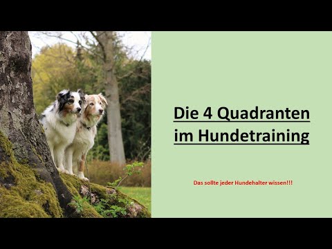 Hundetraining: Das sollte jeder Hundehalter wissen | Die vier Quadranten