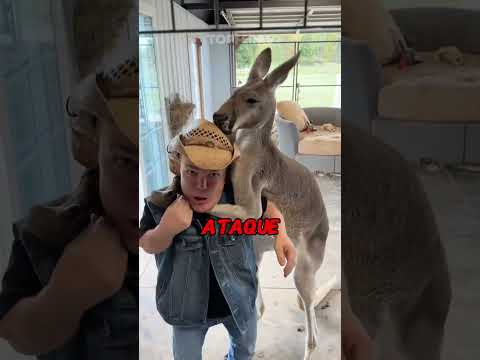 Nunca Faça isso em um Canguru!🦘 #animals #animais #curiosidades #canguru