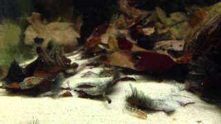 Corydoras gracilis updated video of juveniles