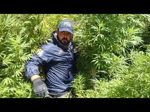 Unnecessary Stories: The history of Marihuana