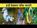 3 ऐसे जानवर जिन्हें देखकर चौंक जाओगे Uniqu