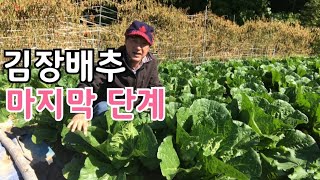 김장배추재배 마지막 단계에서 해야할 일들은 무엇일까요