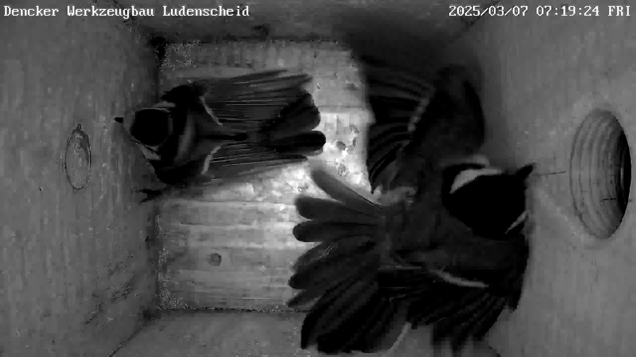 Lady Gaga vertreibt Kohlmeise und ihren eigenen Partner