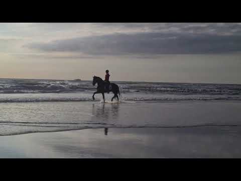 Stal Okkema's Cor - Tsjalle x Norbert -  2016 at the beach