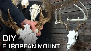 Skull Master | Easy DIY European Mount DEMO