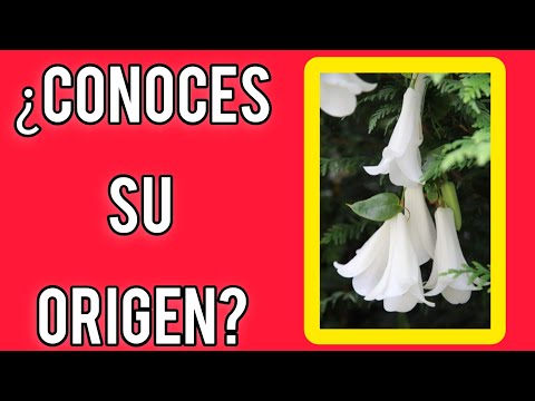 ¿ESTA ES LA FLOR MÁS BELLA DEL MUNDO?