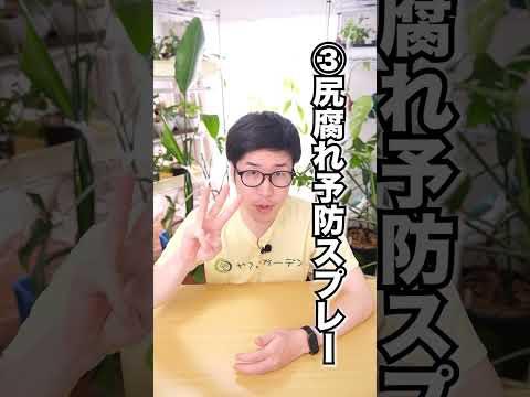 味、収量、耐性の点で最高のトマト品種は何ですか?  庭園
