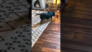 Video preview image #1 Dachshund Puppy For Sale in San Antonio, TX, USA