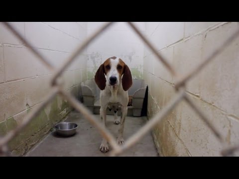download lagu mp3 mp4 Save A Hound, download lagu Save A Hound gratis, unduh video klip Save A Hound