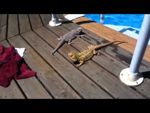 YouTube Video 7bdFjtIca_8