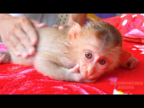 Brother Applies Powder & Massages Gently Over Cute Baby Monkey Abbey Body Feeling So Good