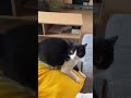 RUN Cat Tuxedocat Animal Cute