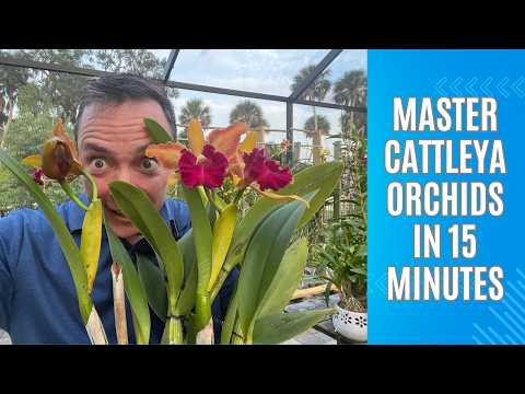 Master Cattleya Orchids in 15 Minutes
